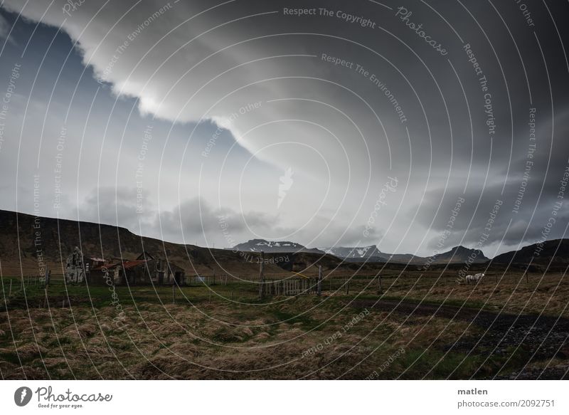 the lonely white horse Landscape Plant Sky Clouds Storm clouds Horizon Spring Weather Grass Meadow Rock Mountain Snowcapped peak Animal Pet Horse 1 Dark Blue