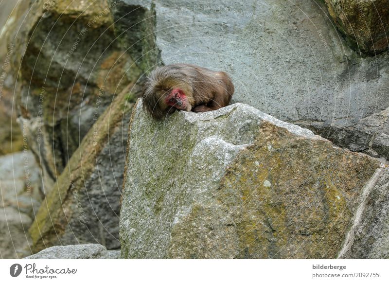 be at rest Vacation & Travel Safari Zoo Rock Monkeys Lie travel Colour photo