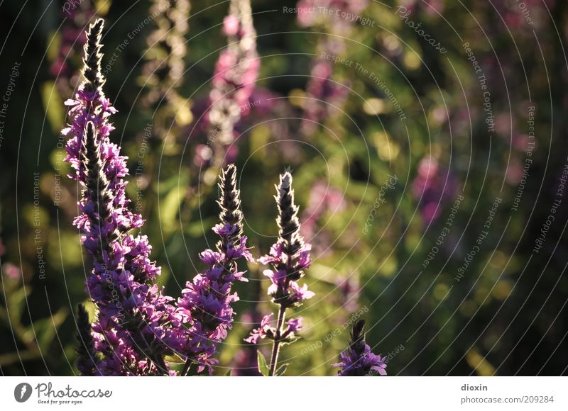 summer flower light - Lythrum salicaria (2) Environment Nature Plant Summer Flower Blossom Wild plant Herbaceous plants Stalk blood loosestrife Blossoming