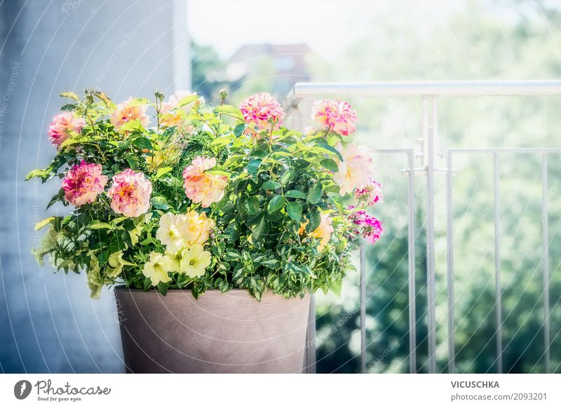 Flowerpot with roses, petunias and verbenas on balcony Lifestyle Style Design Summer Living or residing House (Residential Structure) Garden Decoration Nature