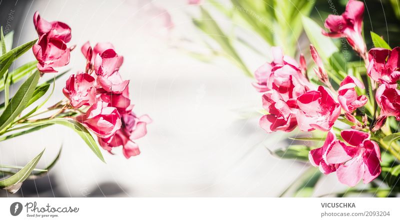 Flowering Oleander Style Design Summer Garden Nature Plant Leaf Blossom Park Flag Love Pink Background picture Red Close-up Flowering plant Bud