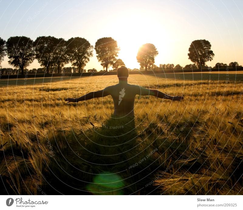 harvest season ... Relaxation Fragrance Masculine Man Adults Back Summer Field Gold Happy Joie de vivre (Vitality) Optimism Power Willpower Romance Calm