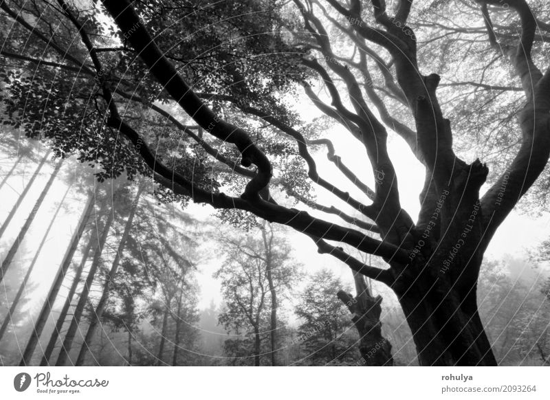 autumn foggy forest with tree silhouettes in dusk Nature Landscape Autumn Fog Tree Forest Serene Dusk branch background Beech coniferous Vantage point scenery