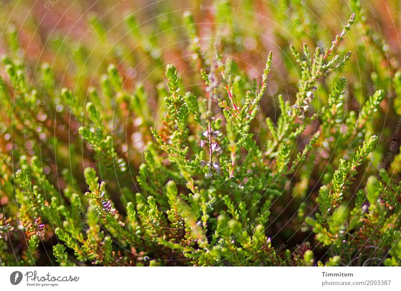 and grow and prosper in DK. Environment Nature Plant Denmark Growth Natural Green Emotions Flourish Colour photo Exterior shot Deserted Day