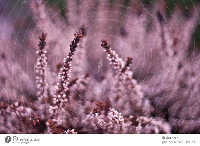 wildfire Nature Plant Summer Flower Wild plant Violet Pink Red Chaos Colour Colour photo Exterior shot Close-up Day Blur Shallow depth of field