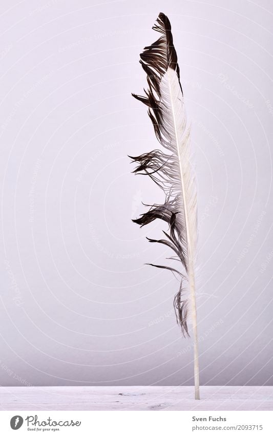 nib Wood Soft feathers Feather Easy Beaded Keel Wood grain Living thing Flying Colour photo Subdued colour Studio shot Deserted Copy Space left Copy Space top