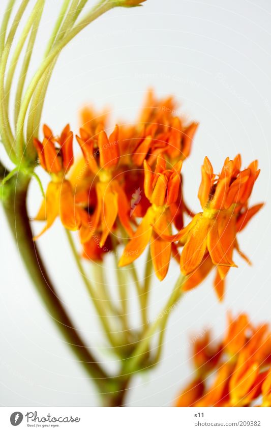 orange shining stars Environment Nature Plant Summer Flower Blossom Esthetic Exotic Beautiful Orange Floristry Stalk Many Small Colour photo Multicoloured