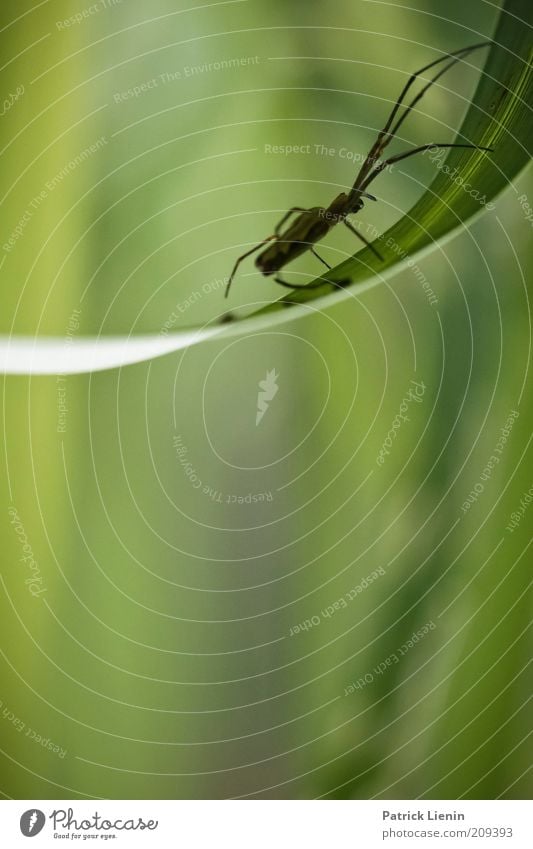 extensor spider Environment Nature Animal Spring Grass Wild animal Spider 1 Thin Thick-jawed spider Long Green Colour photo Detail Macro (Extreme close-up)