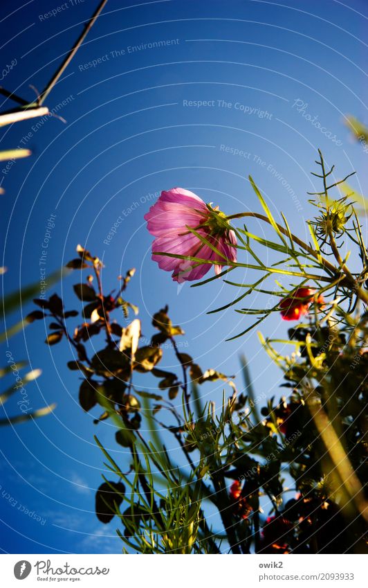 Cosmetics Environment Nature Plant Cloudless sky Summer Flower Blossom Cosmos Garden Blossoming Fragrance Illuminate Growth Blue Green Violet Red