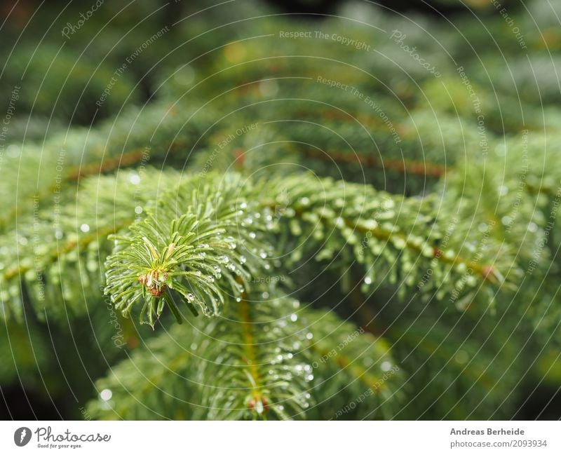 fir branch Summer Christmas & Advent Nature Tree Beautiful young trees natural pine season needle coniferous beauty fir-tree fresh wood growth seasonal vibrant