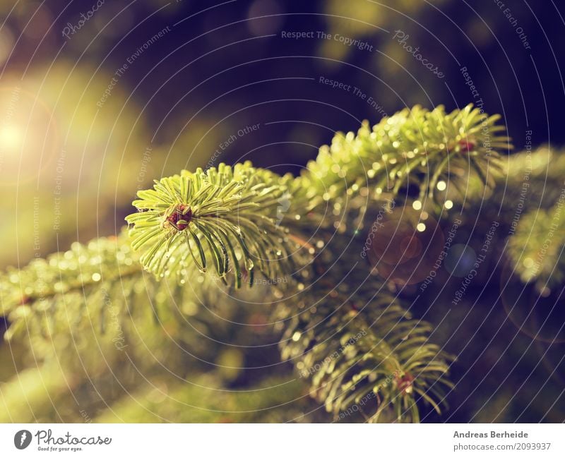 Fir branch in the morning light Summer Christmas & Advent Nature Sunrise Sunset Park Forest Wet Beautiful evergreen fir fir-tree fresh growth lush natural