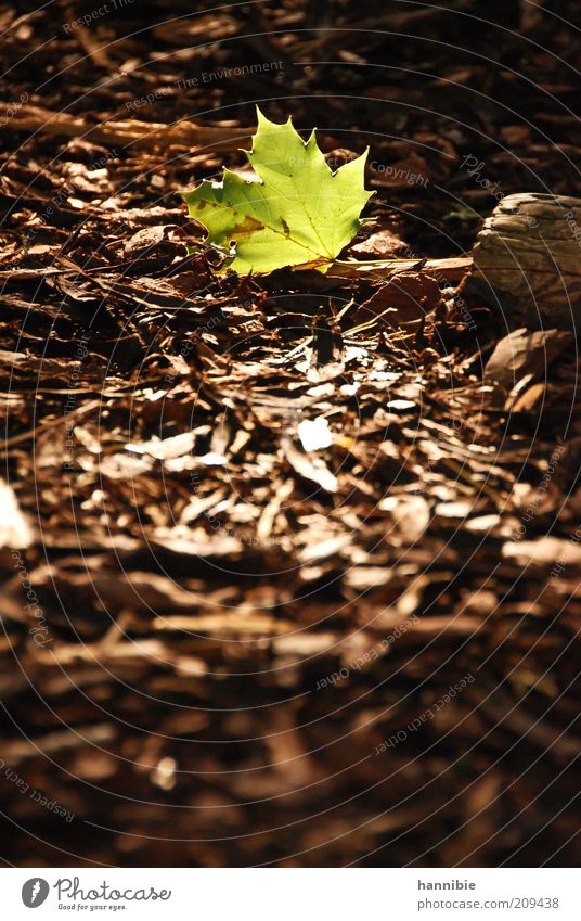 lonely green Nature Plant Earth Beautiful weather Leaf Park Warmth Brown Green Calm Moody Maple leaf bark mulch Woodground Lighting Illuminate Sunbeam