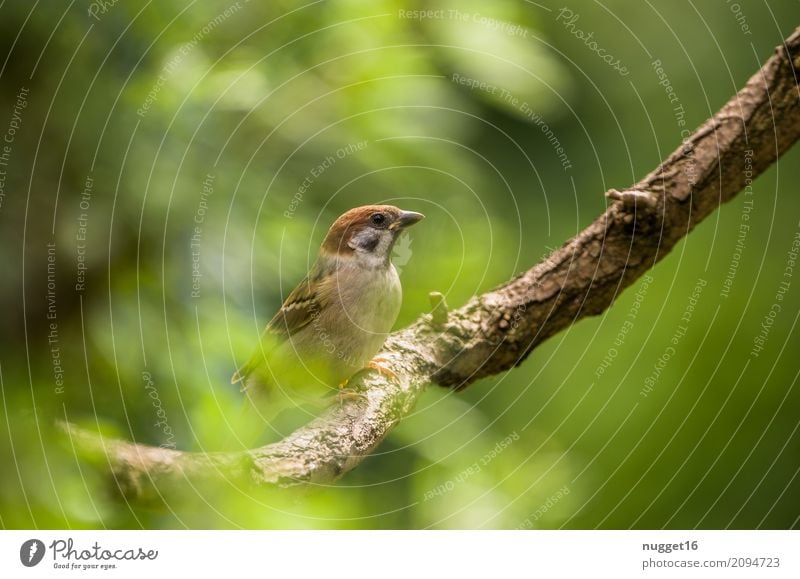 sparrow Environment Nature Animal Spring Summer Autumn Beautiful weather Tree Bushes Garden Park Forest Wild animal Bird Sparrow 1 Esthetic Brash Friendliness