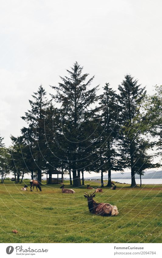 Roadtrip West Coast USA (306) Nature Elk Roe deer Coniferous trees Animal Pacific Ocean Antlers Colour photo Exterior shot Copy Space top Copy Space bottom