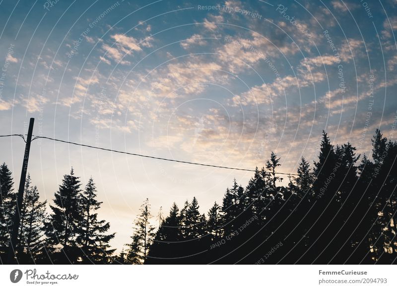 Roadtrip West Coast USA (303) Nature High voltage power line Coniferous trees Forest Clearing Sky Evening Dusk Colour photo Exterior shot Copy Space left