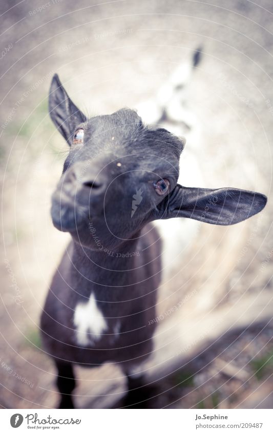 Capra Aegagerus Knuddelensis Animal Pet Farm animal Petting zoo 1 Baby animal Stand Curiosity Cute Beg Goats Kid (Goat) Day Colour photo Exterior shot Deserted