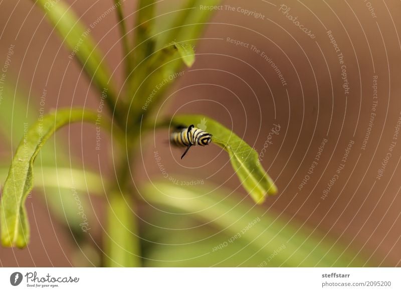 Monarch caterpillar, Danaus plexippus Garden Nature Plant Grass Meadow Animal Butterfly Wing 1 Yellow Green Black striped caterpillar Monarch butterfly Insect