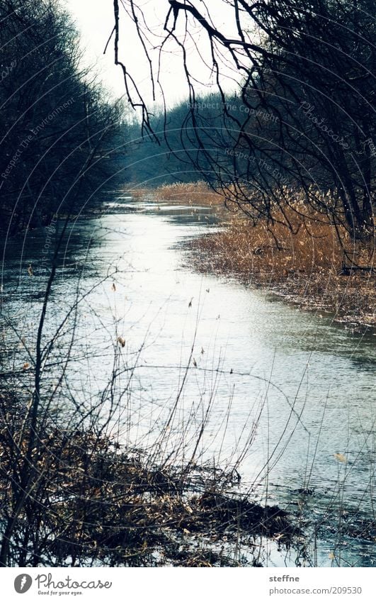 RENATURE Nature Landscape Autumn Forest River bank Brook Natural Colour photo Exterior shot Day Light Branch Twig Tree Bushes Deserted