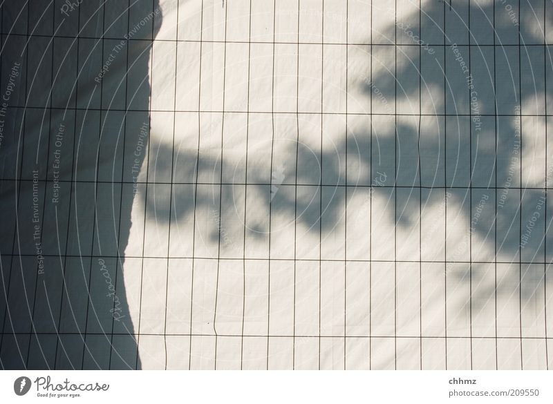 shadow plays Tree Fence Covers (Construction) Screening Grating Gray Black White Tree trunk Parallel Barrier Captured Exclude Colour photo Subdued colour