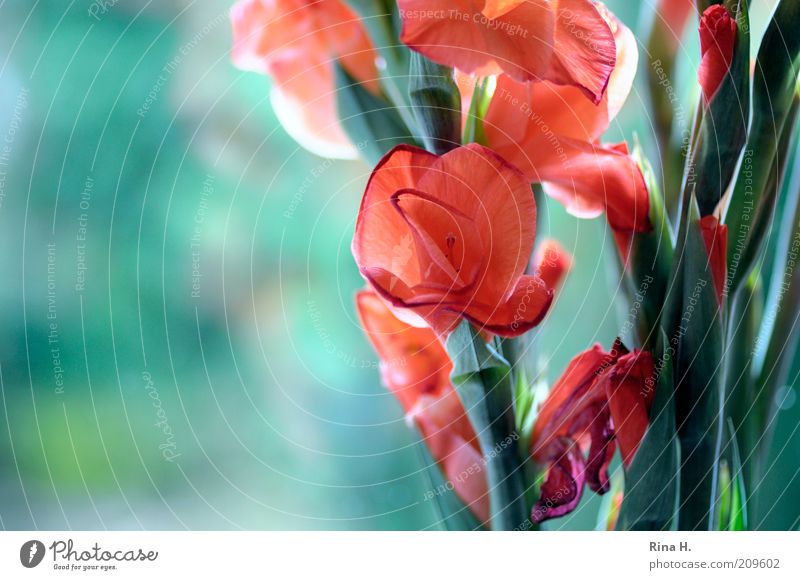 Gladiioles at the window Plant Summer Flower Blossoming Illuminate Faded Esthetic Positive Green Red Joie de vivre (Vitality) Bouquet Gladiola Colour photo