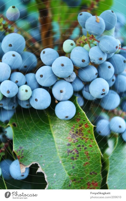 la bleu II Nature Plant Bushes Leaf Blue Berries Round Hang Covered Turquoise Sky blue Colour photo Exterior shot Copy Space bottom Day Deserted Small Many