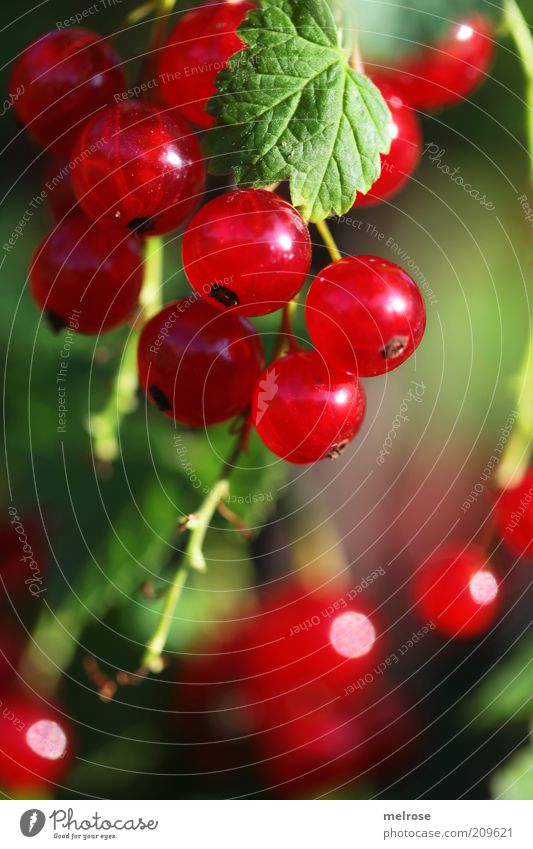 Harvest time!!! Food Fruit Nutrition Healthy Summer Beautiful weather Growth Sour Sweet Green Red To enjoy Redcurrant Fruity Garden fruit Day Colour photo