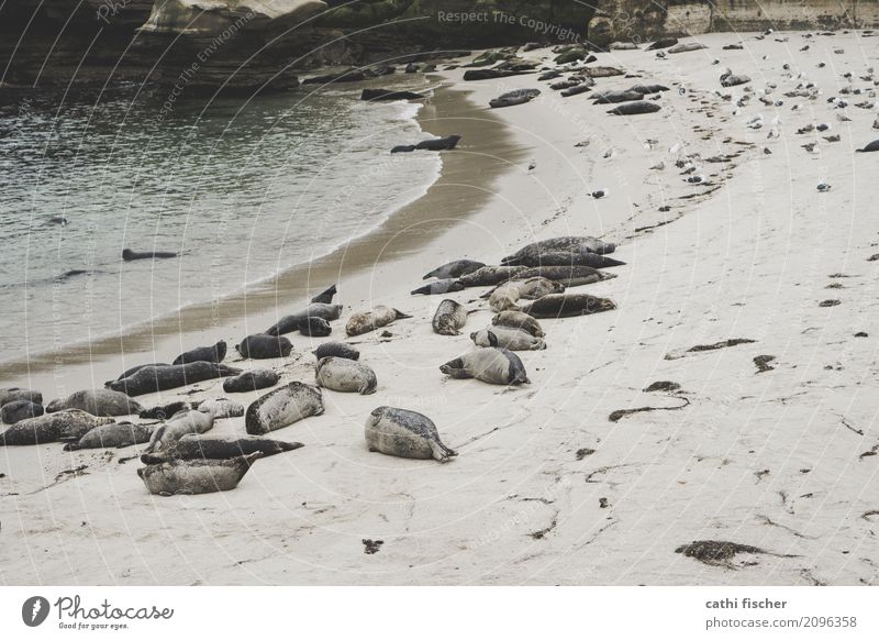 Seal Beach - La Jolla Environment Nature Sand Water Coast Bay Animal Wild animal Sea lion Seals Seal colony Group of animals Pack Swimming & Bathing Relaxation