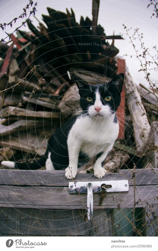 Beautiful alley cat over a wooden old door Autumn Winter Climate Weather Bad weather Animal Pet Cat Animal face 1 Wood Metal Observe Wait Free Curiosity Cute