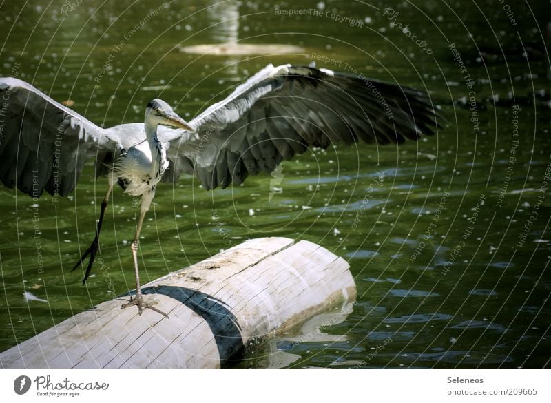 landing approach Vacation & Travel Trip Freedom Summer Environment Nature Landscape Plant Animal Water Climate Tree Waves Coast Pond Lake Wild animal Wing Zoo