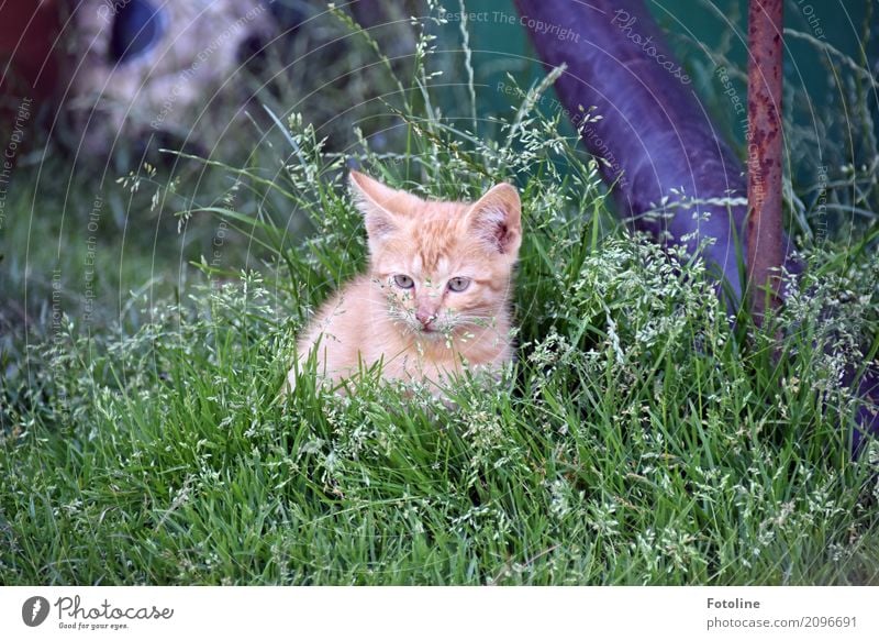 Little Red Environment Nature Plant Animal Summer Grass Garden Meadow Pet Cat Animal face Pelt 1 Baby animal Small Natural Curiosity Cute Soft Brown Gray Green