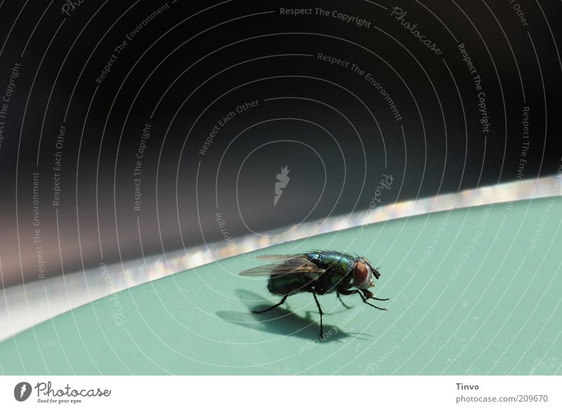 appetite suppressant Fly Wing 1 Animal Cleaning Disgust Green pest Blowfly Trunk disease vector Edge of a plate bothersome Nutrition Colour photo Exterior shot