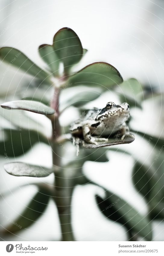 King of the monkey bread tree Animal Wild animal Baby animal Painted frog Frog Prince Baobab tree Green Leaf Houseplant Quack Subdued colour Close-up