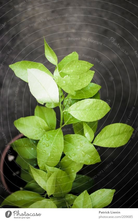 After The Rain Environment Nature Plant Elements Drops of water Summer Leaf Foliage plant Agricultural crop Garden To enjoy Green Dark Contrast Velvety Soft