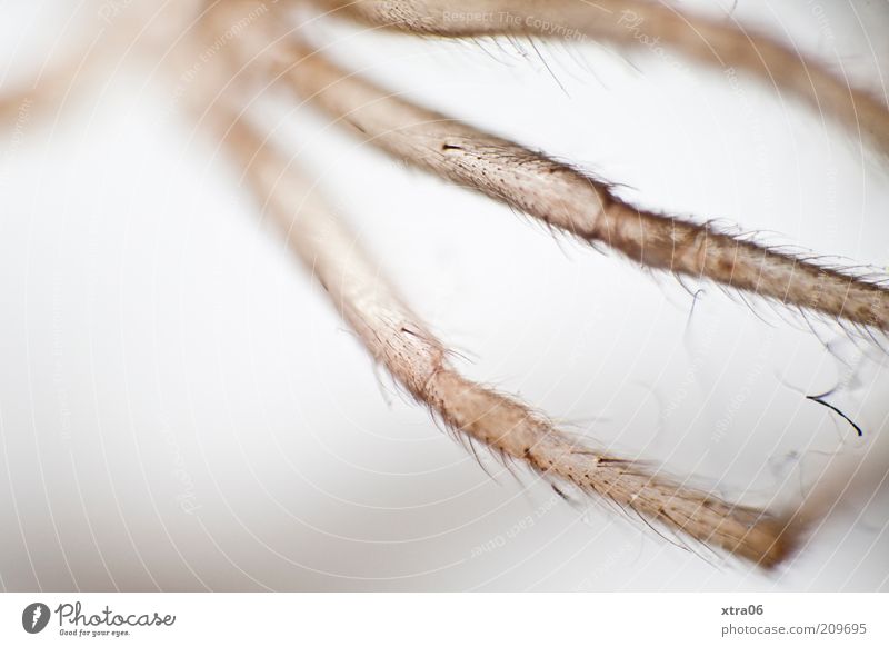 sexy legs Animal Spider Elegant spider's skin Macro (Extreme close-up) Colour photo Close-up Detail Copy Space left Copy Space bottom Spider legs Delicate