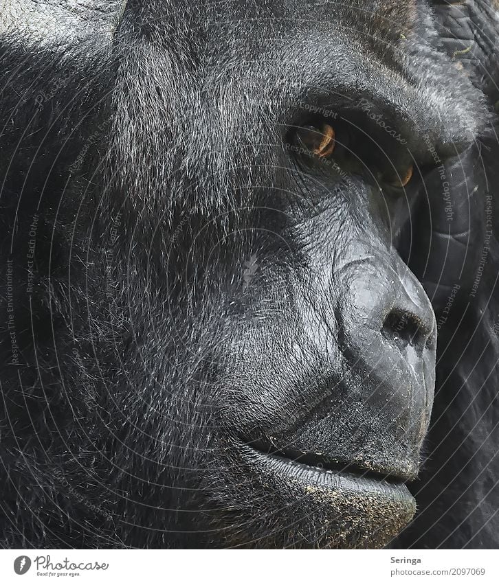 Thoughtful Animal Wild animal Animal face Pelt Paw Zoo 1 Think Monkeys Gorilla Colour photo Subdued colour Exterior shot Detail Deserted Day Light Shadow