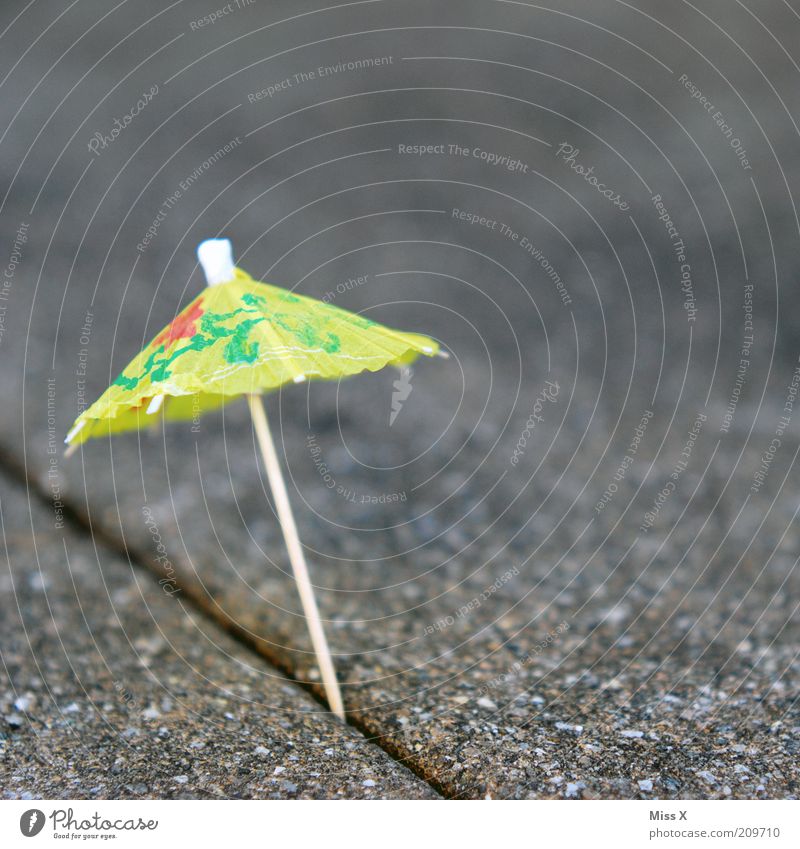 little umbrella Small Sunshade Cocktail Decoration Colour photo Close-up Copy Space right Copy Space top Shallow depth of field cocktail umbrella Isolated Image