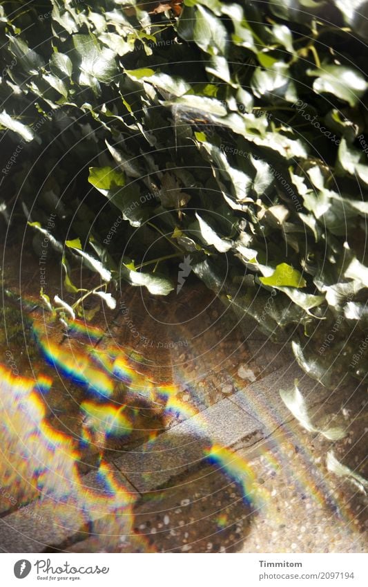 Oh! Oh! Oh! Nature Plant Ivy Stairs Stone Brown Green Irritation Reflection Prism Refraction Paving tiles Colour photo Exterior shot Deserted Day Blur