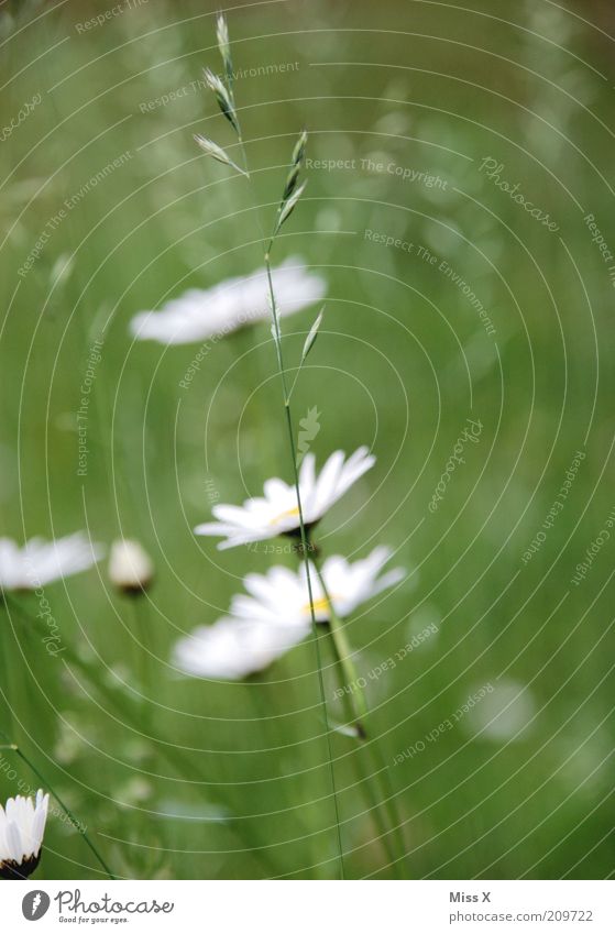 Margie Nature Plant Spring Summer Beautiful weather Flower Grass Blossom Meadow Blossoming Marguerite Flower meadow Colour photo Exterior shot Close-up Deserted