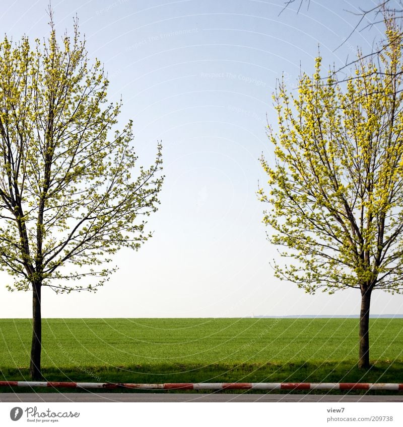 symmetry Environment Nature Landscape Plant Summer Beautiful weather Tree Esthetic Thin Simple Uniqueness Arrangement Pure Moody Symmetry Control barrier Field