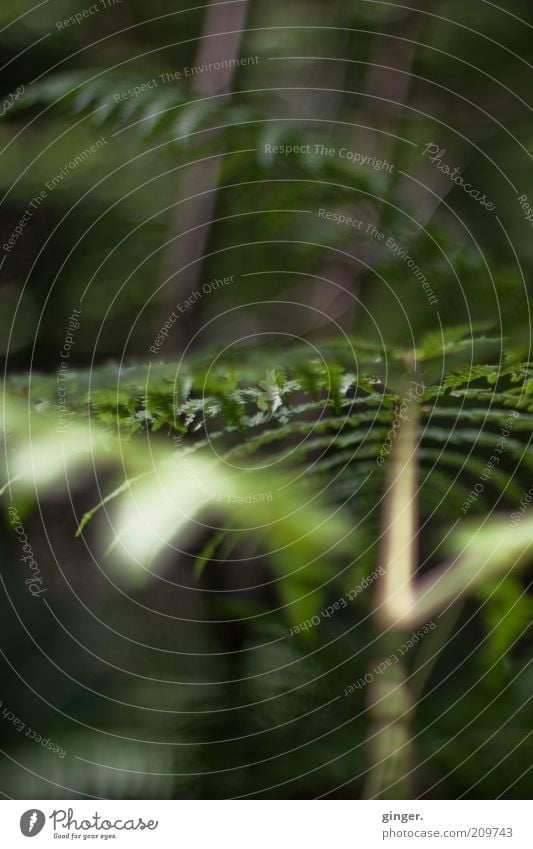 The jungle on your doorstep Environment Nature Plant Summer Fern Foliage plant Wild plant Dark Green Undergrowth Impassable Deep Ground level Fern leaf Diffuse