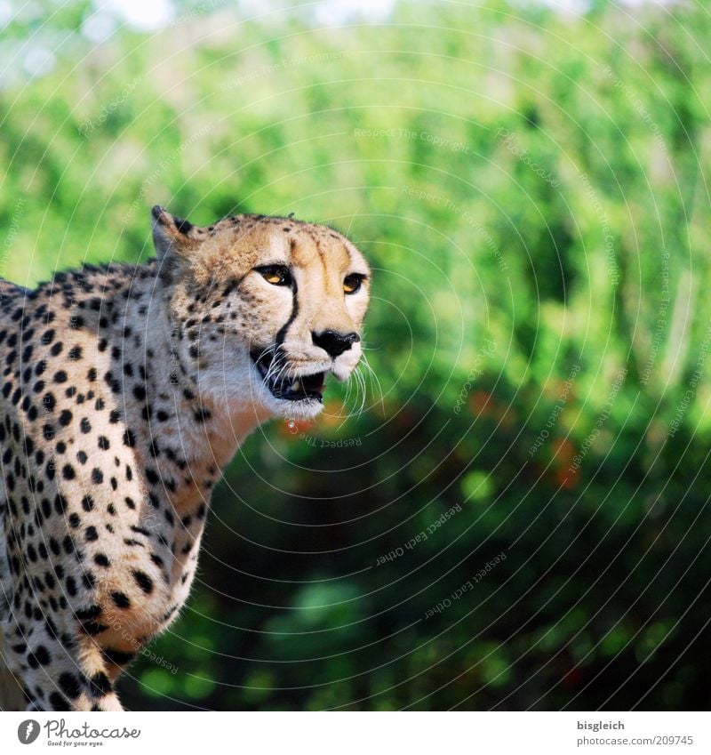 cheetah Animal Cat Animal face Pelt Cheetah 1 Breathe Looking Yellow Green Attentive Colour photo Exterior shot Shallow depth of field Animal portrait Snarl Day