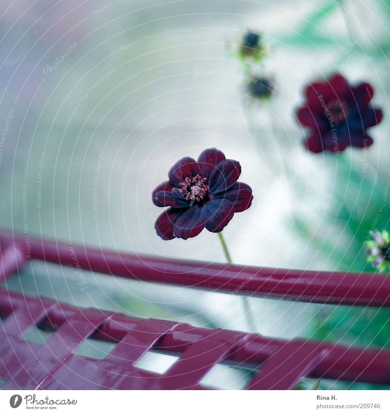 chocolate flowers Nature Plant Flower Blossoming Authentic Violet Red Contentment Joie de vivre (Vitality) Garden chair Cosmos Still Life Colour photo