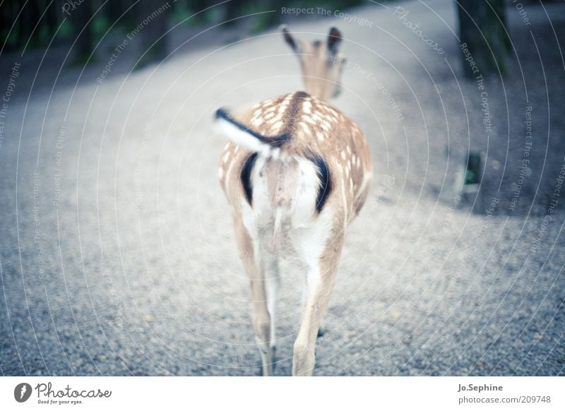 Deer-Pobbes Animal Wild animal Zoo 1 Brash Cute Roe deer Hind quarters Going Flee Petting zoo Escape Subdued colour Enclosure Fawn Red deer Baby animal