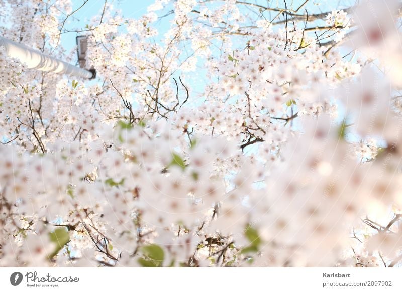 Airy | Airy Tralalalala Nature Plant Sky Cloudless sky Spring Beautiful weather Tree Blossom Park Bright Beginning Creativity Moody Dream Blossoming