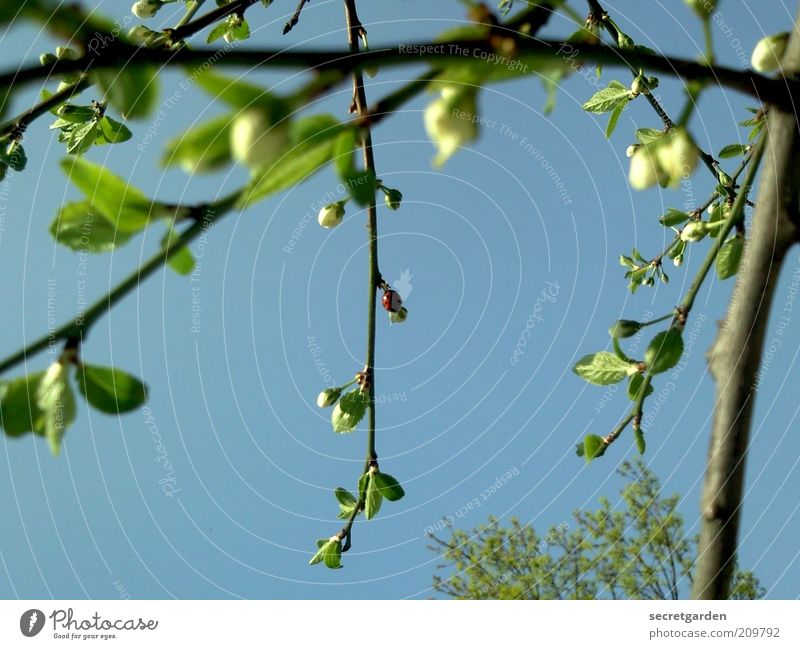 on the green branch. Environment Nature Plant Cloudless sky Spring Summer Leaf Blossom Foliage plant Growth Blue Green Esthetic Twig Leaf bud Colour photo