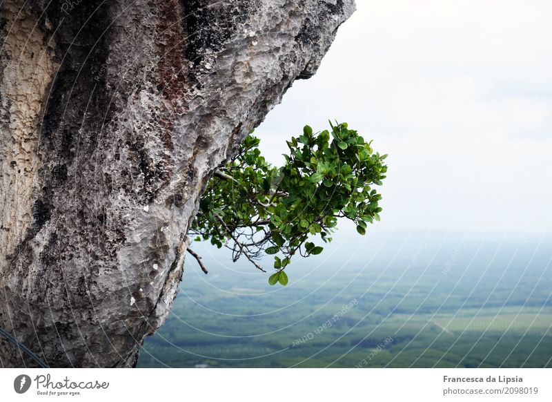 lone fighters Adventure Far-off places Freedom Virgin forest Rock Nature Landscape Plant Fog Wild plant Bushes Mountain Canyon Hang Vacation & Travel Growth