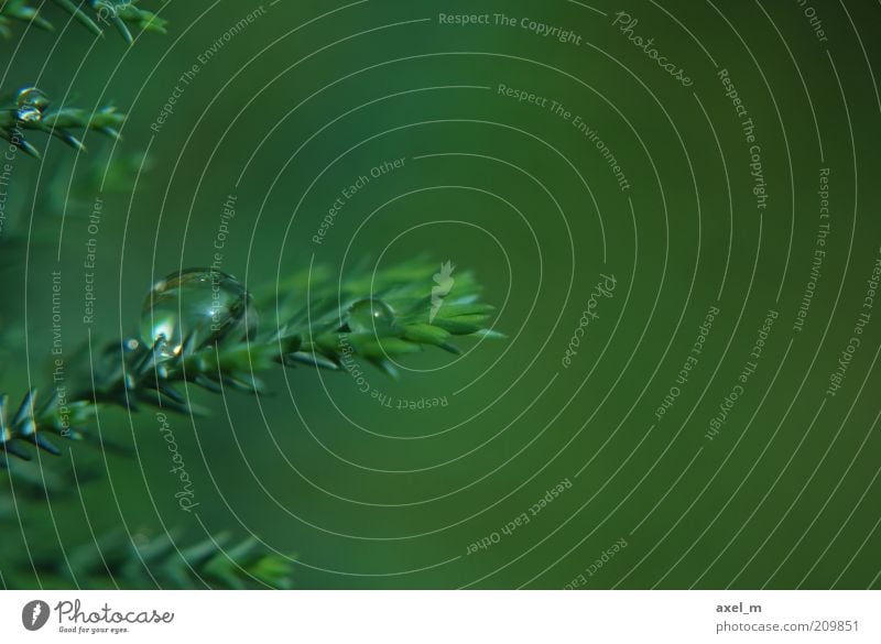 water drops Plant Water Drops of water Summer Rain Near Wet Natural Green Calm Pure Environment Growth Colour photo Exterior shot Macro (Extreme close-up)