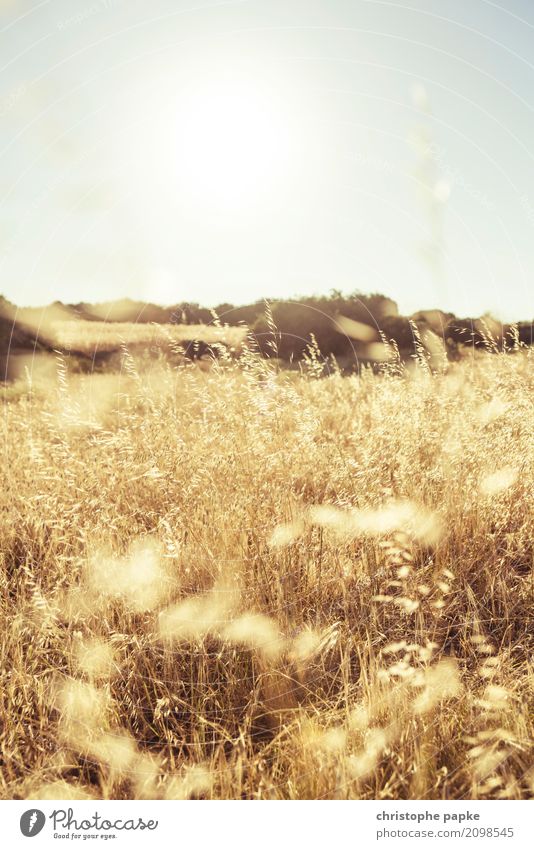 Reap what you sow Sun Beautiful weather Plant Agricultural crop Field Blossoming Wheat Wheat ear Gold Yellow Colour photo Exterior shot Detail Deserted