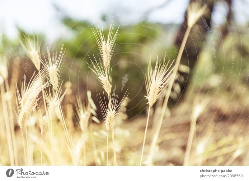 golden ears of corn Plant Agricultural crop Field Natural Wheat Grain Wild plant Gold Yellow Colour photo Exterior shot Detail Deserted Day Light