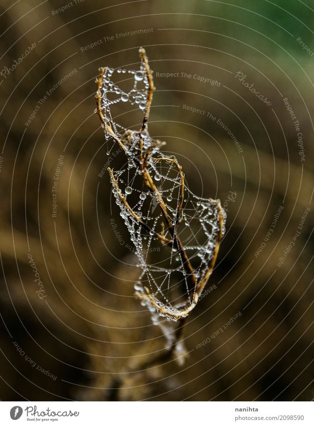 Macro of water drops in a spider web Environment Nature Plant Water Drops of water Spring Winter Climate Weather Fog Rain Wild plant Spider's web Bright Cold